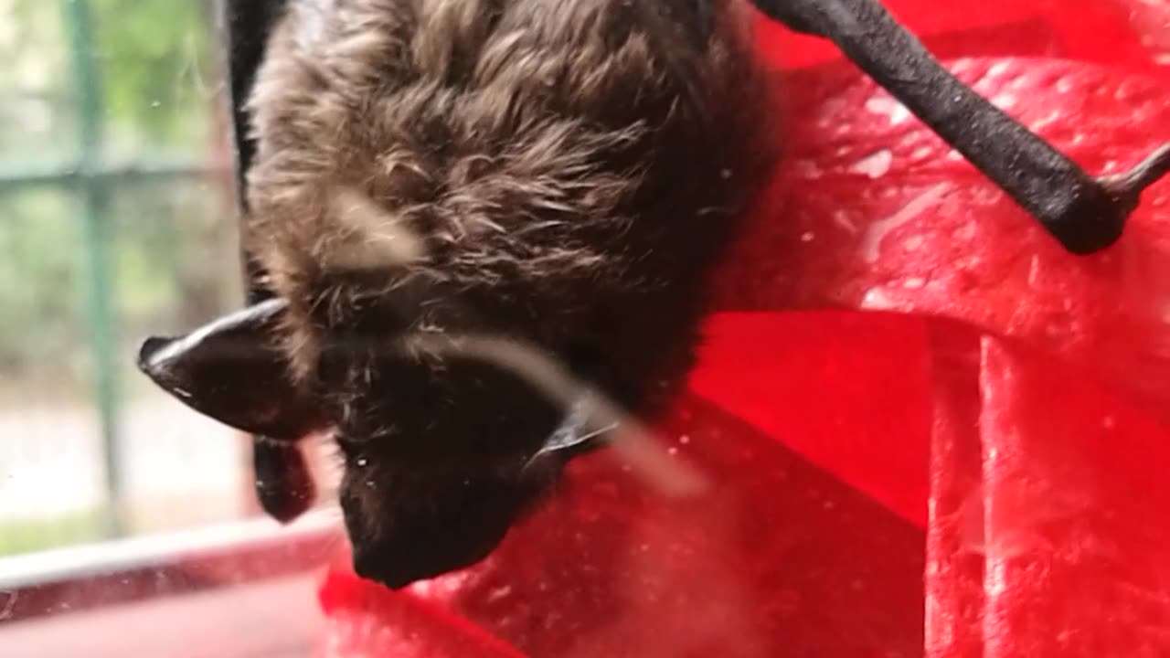 BAT