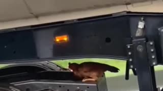 😂🐔 Free-Range Chicken Chaos! | FunFM