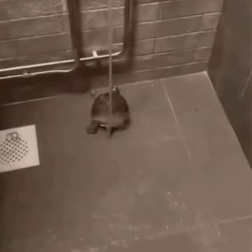 Det finns havssköldpaddor, landsköldpaddor, men också även duschsköldpaddor som älskar våta rumpor