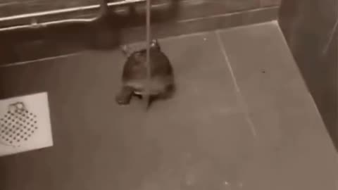 Det finns havssköldpaddor, landsköldpaddor, men också även duschsköldpaddor som älskar våta rumpor