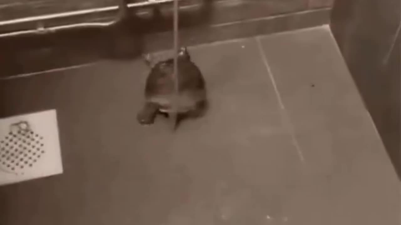 Det finns havssköldpaddor, landsköldpaddor, men också även duschsköldpaddor som älskar våta rumpor