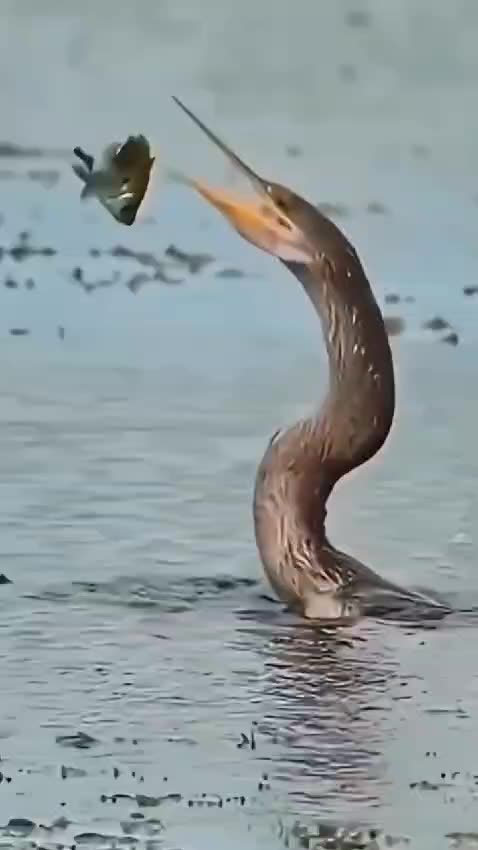 "Wide-Mouthed Bird's Bold Attempt to Catch a Fish"