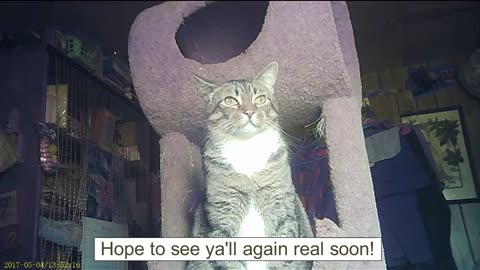 EA 74 - Broken Catdar(s)