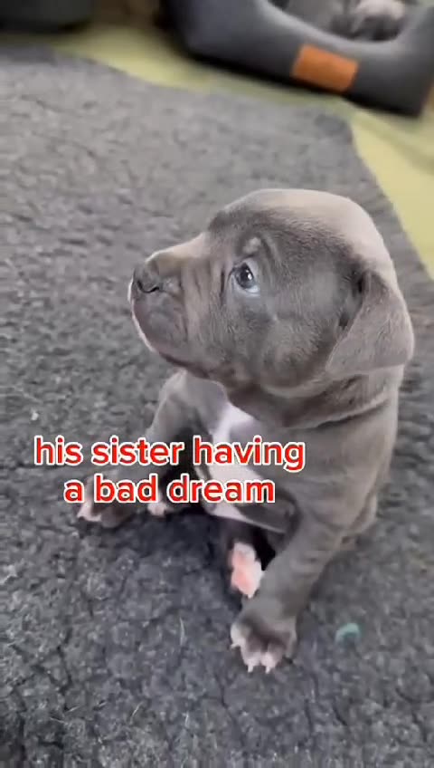 Cute Dog Puppy Cuddling other with other Puppys