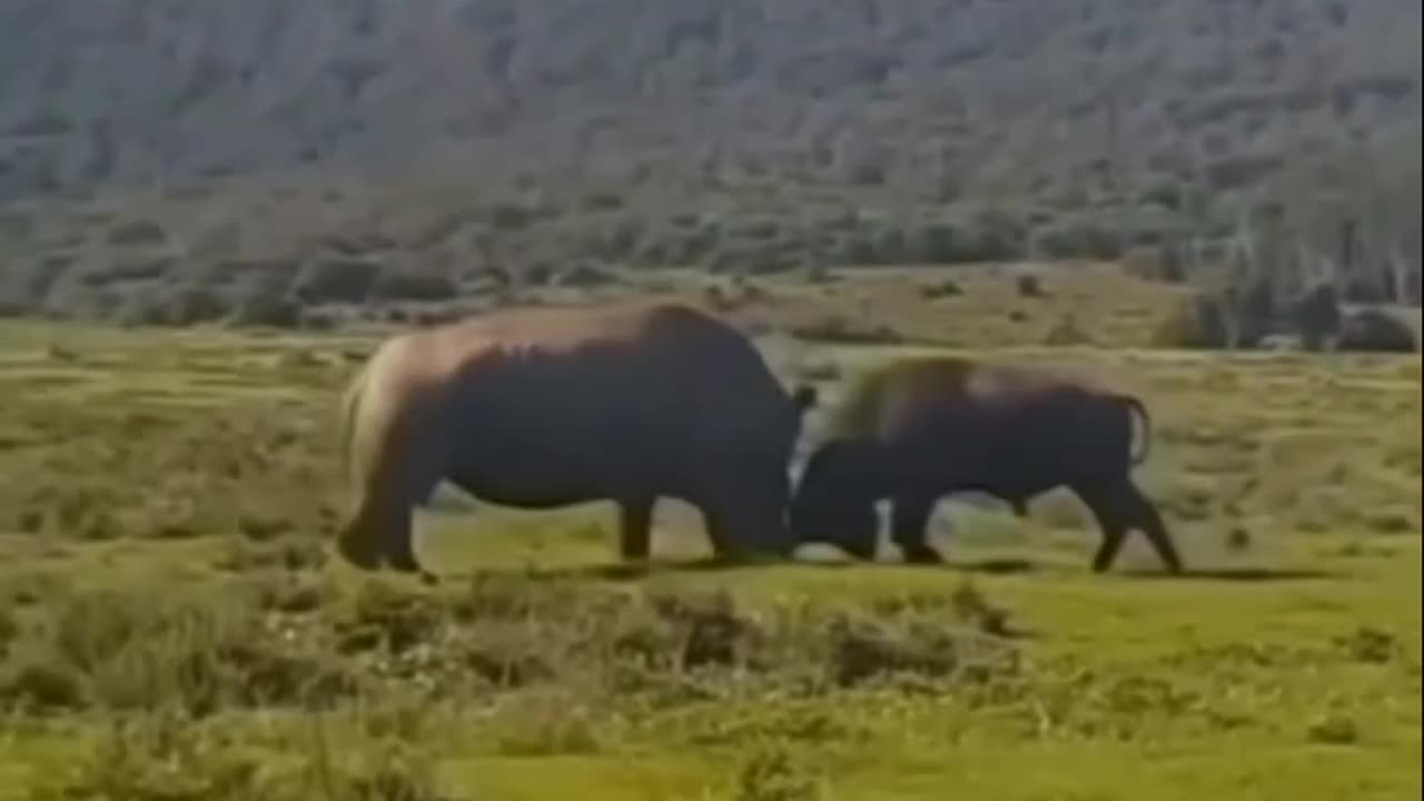 Buffalo vs. Rhino.