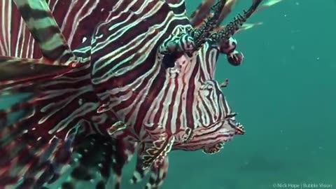 The Marine Creatures of the Lembeh Strait