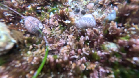 So much REEF LIFE #animals #gopro