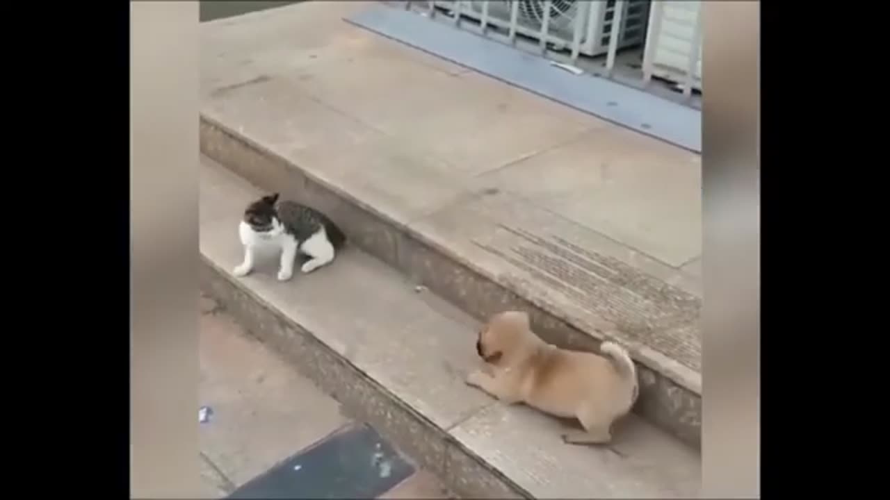 CAT VS DOG