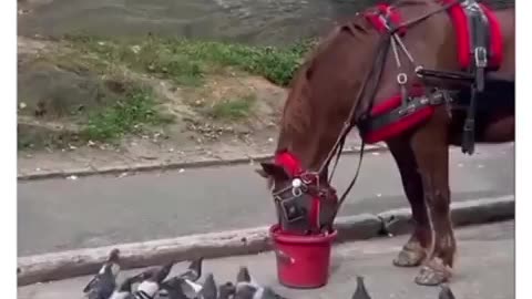 Animals are amazing! Kindnesss