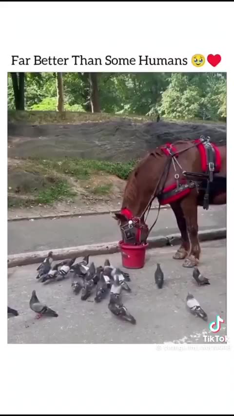 Animals are amazing! Kindnesss