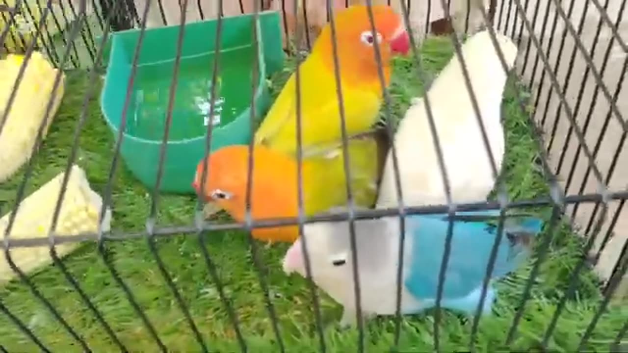 Birds market karachi