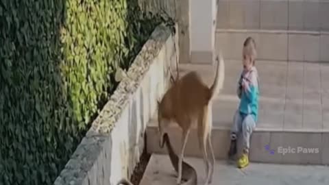 Hero Dog Saves Little Boy from Snake Attack Caught on Ring Camera 🐕⚡👦