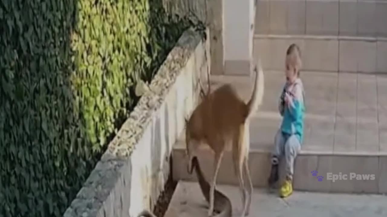 Hero Dog Saves Little Boy from Snake Attack Caught on Ring Camera 🐕⚡👦