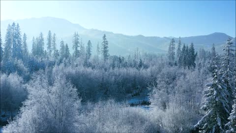 Reflecting Christmas Cactus Sept 2022