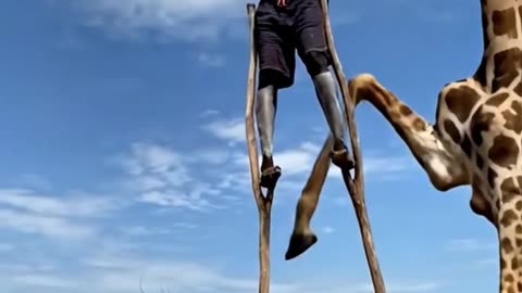 Stick Walking Man Vs Giraffe