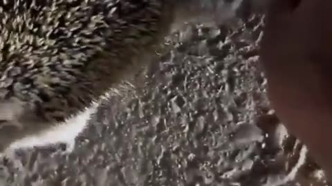 😂🦔 You Won't Believe This Brave Hedgehog's Paw Rescue! | FunFM