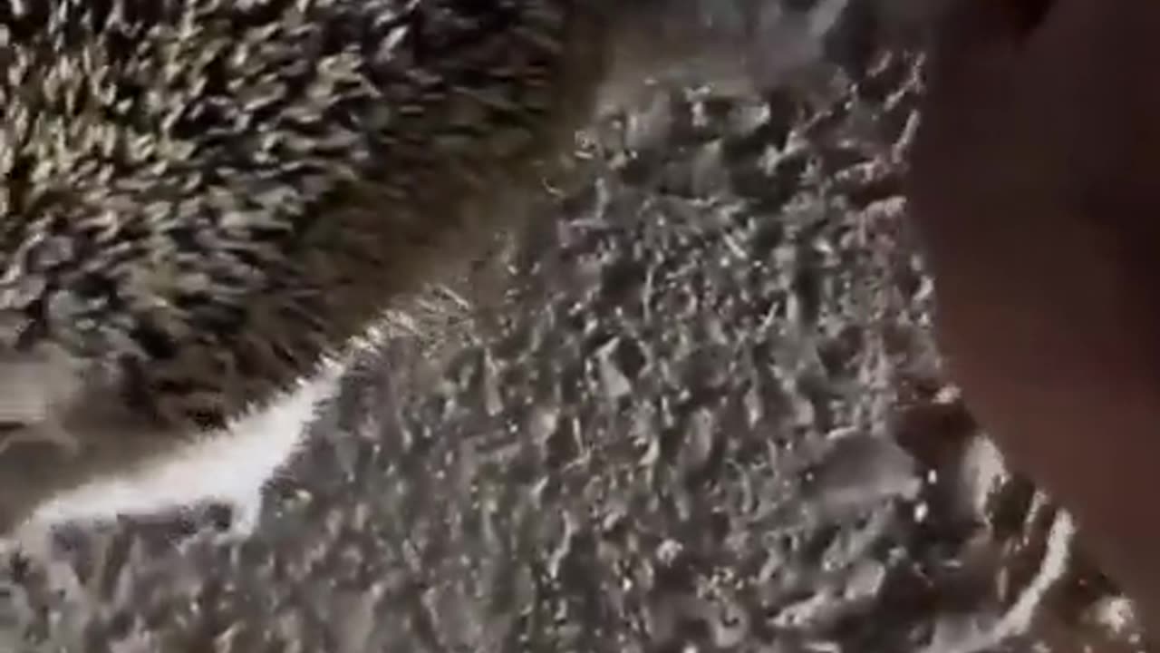 😂🦔 You Won't Believe This Brave Hedgehog's Paw Rescue! | FunFM