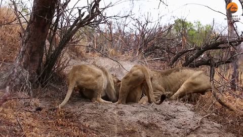 3 Lions Struggle to Pull Warthog Out of Hole – Haunting Sounds of Survival!