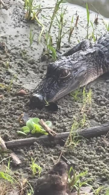4K Baby Alligator Resting: St. Johns River Cam 🐊 July 25, 2025