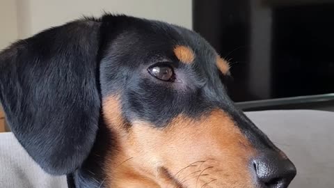 Sleepy Doxie: My Adorable Dachshund Fighting to Stay Awake!