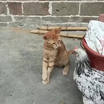Excellent Cat & Chicken Fighting