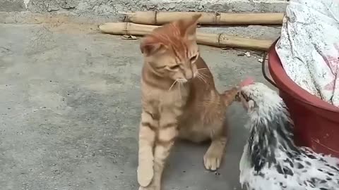 Excellent Cat & Chicken Fighting