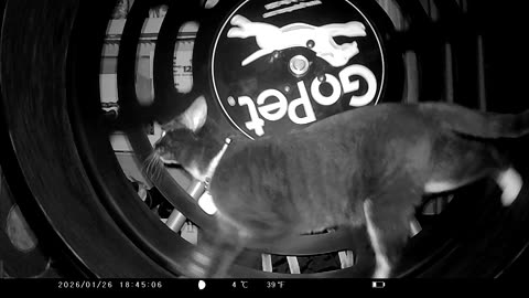 Cookie Cutter The Cat In Go Pet Exercise Wheel, Filmed By KJK JDL201, Dbn, MI, Jan. 25 To 28, 2026