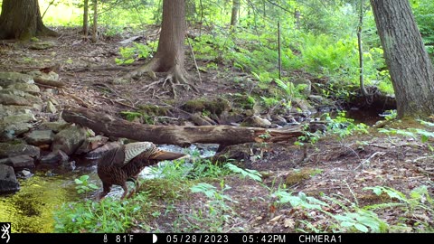 Bobcat Misses Out on Turkey Dinner