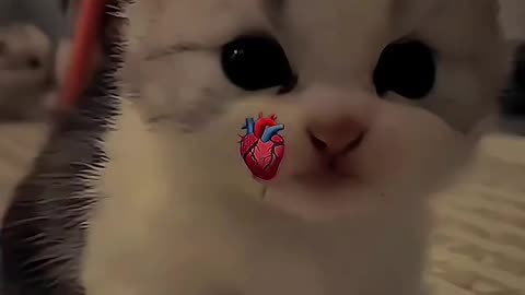 Cat Dog