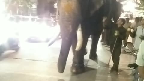 🎊 Shimoga Dasara 2025 🐘 The Grand Charm of the Elephant Parade ✨