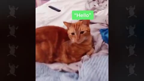 These Cats Speak English Better Than Hooman!