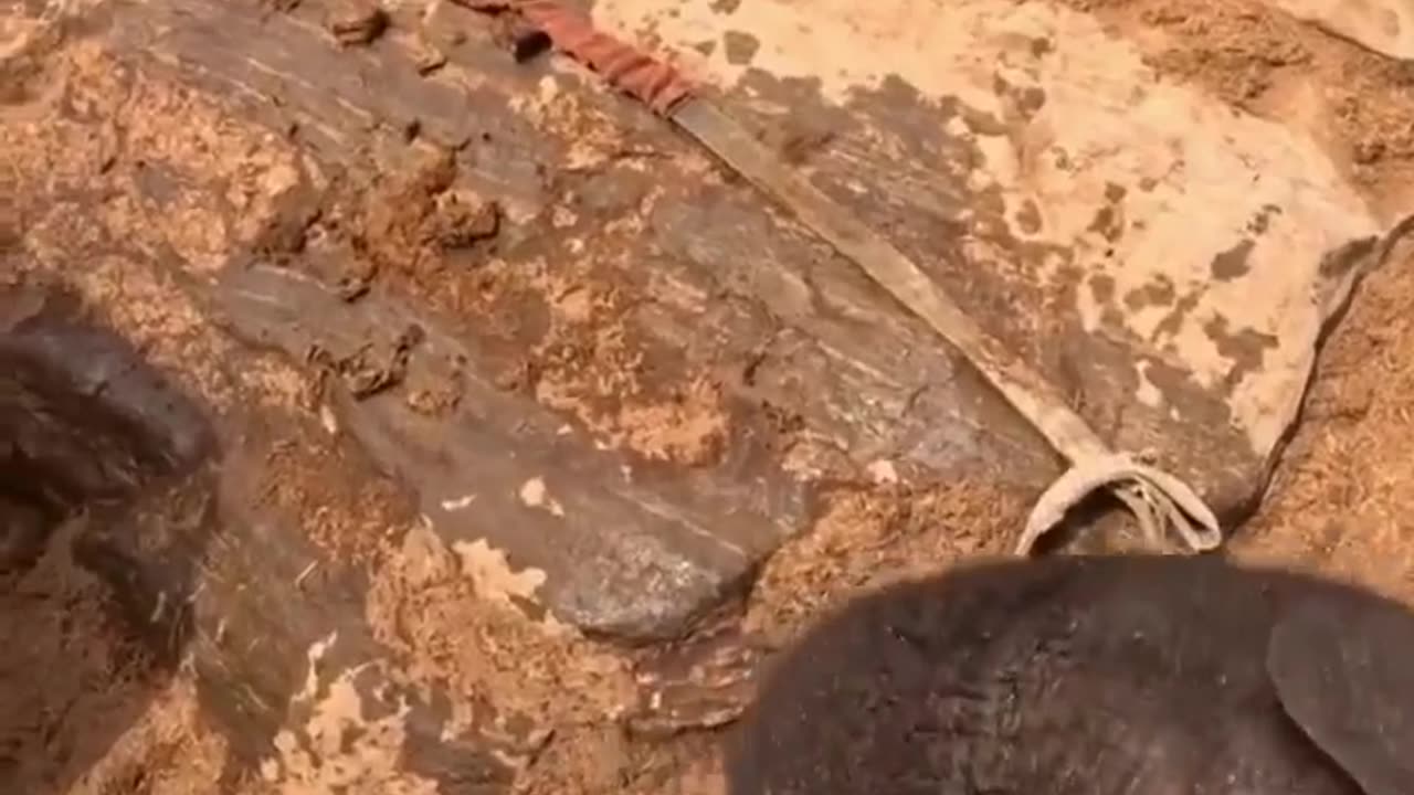 🦣✨ Heartwarming Rescue of Baby Elephant - Must Watch! | FeedMyCuriosity