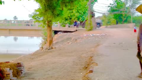 beautiful clip from my village Thank you for watching! #maxrecords #larkana #sindh