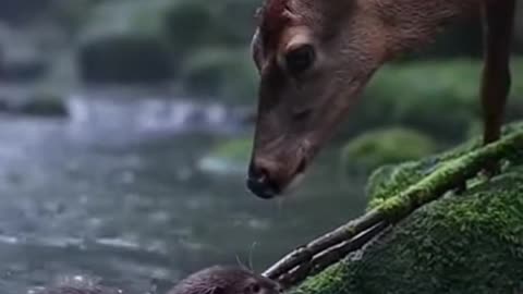 The Helpful Deer | A Heartwarming Wildlife Story 🦌💚