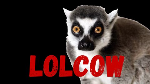 Late Night Machete - Lemur responds
