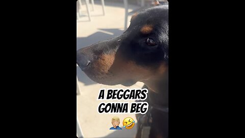 Doberman Begging Exposed: It Was the French Fries
