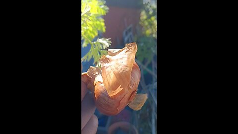 The Friends Garden