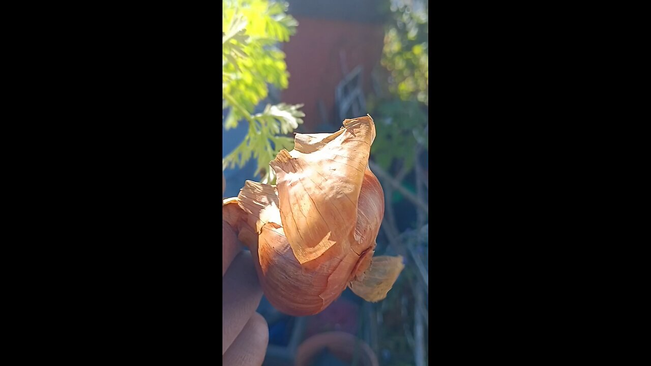 The Friends Garden