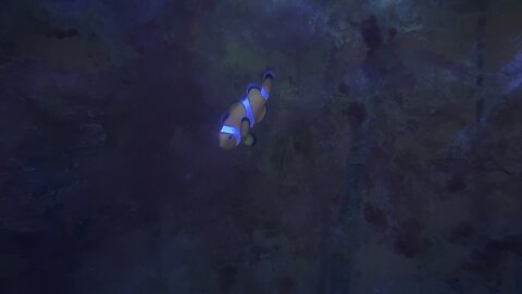 Clown fish in 4K
