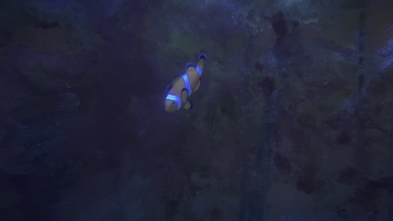 Clown fish in 4K