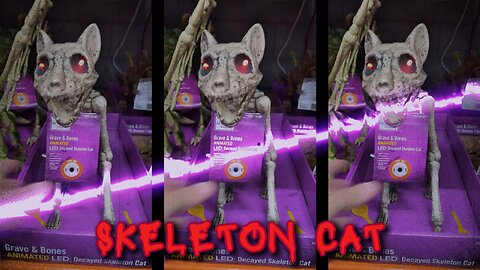 Skeleton Cat
