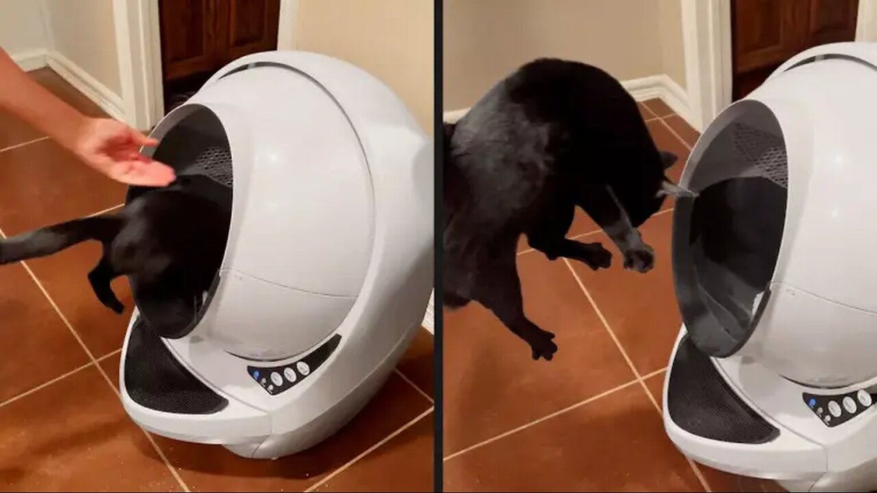 Your Daily Dose of Pets - My Cat Is Broken