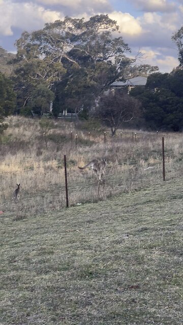 Kangaroos hopping