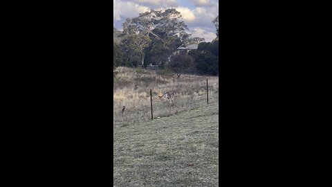 Kangaroos hopping