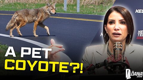 Dana Loesch Almost Took Home A WILD COYOTE By Mistake??