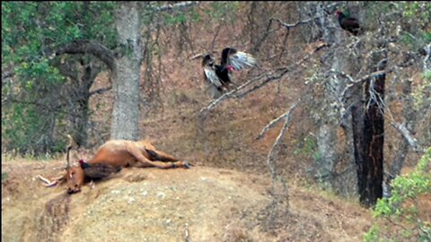 Elk Carcass Becomes a Feast | Bears, Coyotes & Vultures in Action 🐻🦅🐺