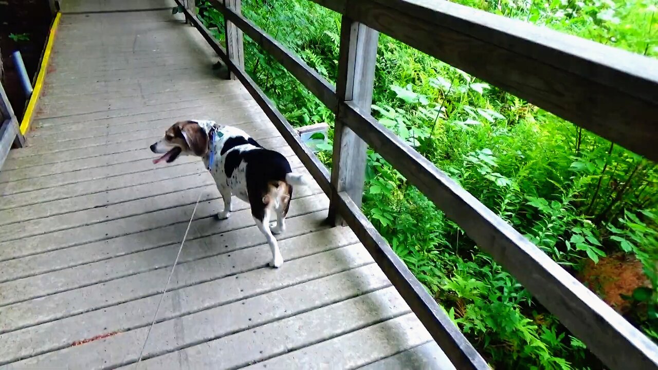 Bandit