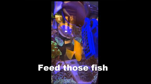 Feed your fish from your scrubber