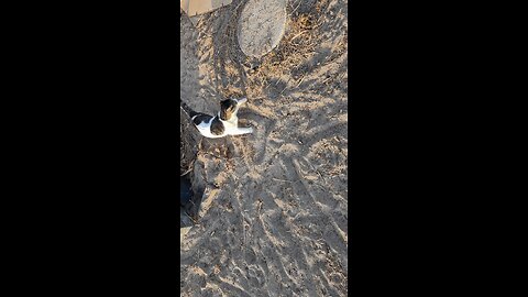 armadillo makes a home under steps