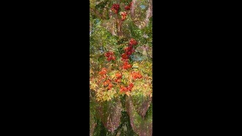Fall Colors Begin 2025